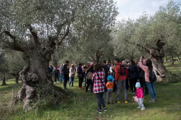 5 Camminata tra gli olivi Parco Regionale dell Olivo di Venafro 768x512